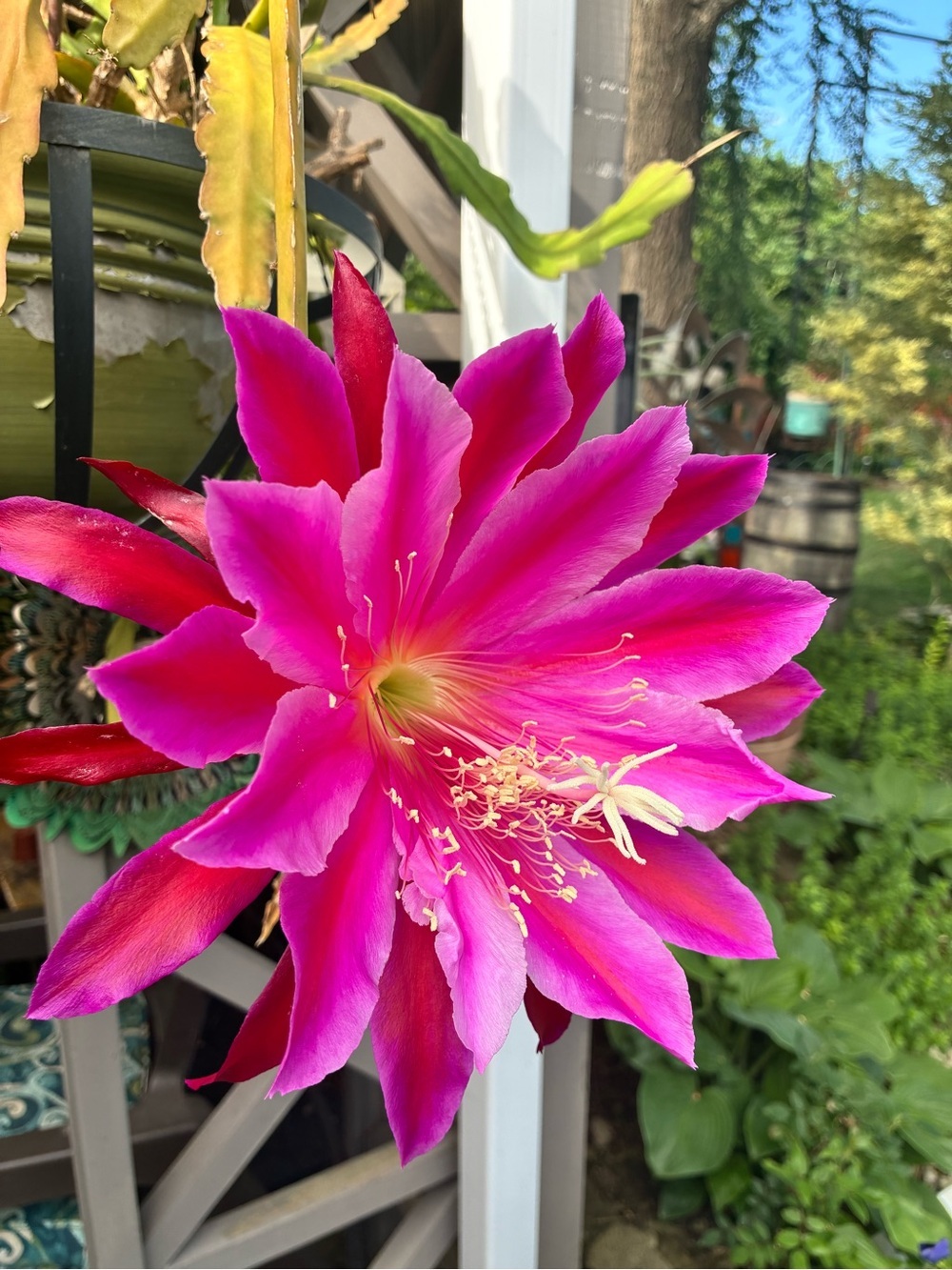 Flyer. Vibrant Pink Floral Wall Accent -
